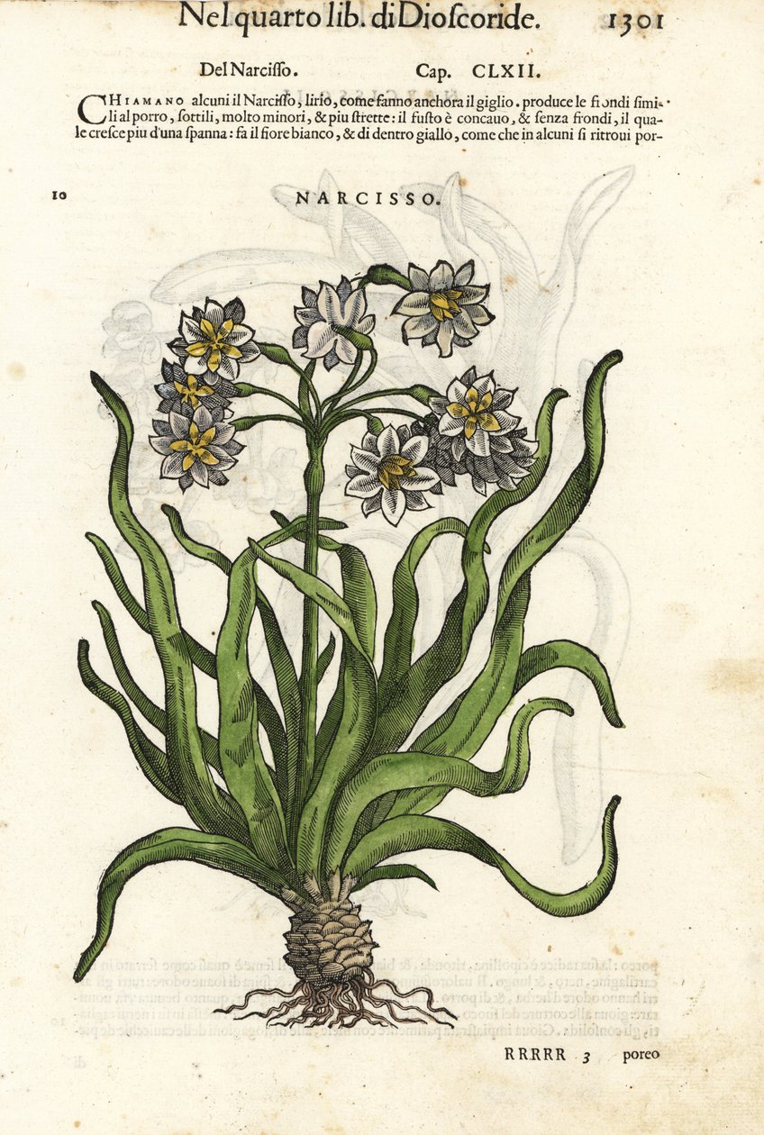 Narcis tazetta, Narcissus tazetta. Ručně kolorovaný dřevoryt Wolfganga Meyerpicka podle ilustrace Giorgia Liberaleho z knihy Pietra Andrey Mattioliho Discorsi di P.A. Matthioli ne i sei libri della Materia Medicinale di Pedacio Dioscoride. od Unbekannter Künstler