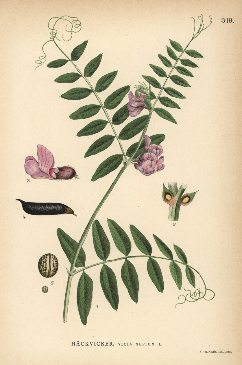 Vikev křovitá, Vicia sepium od Unbekannter Künstler