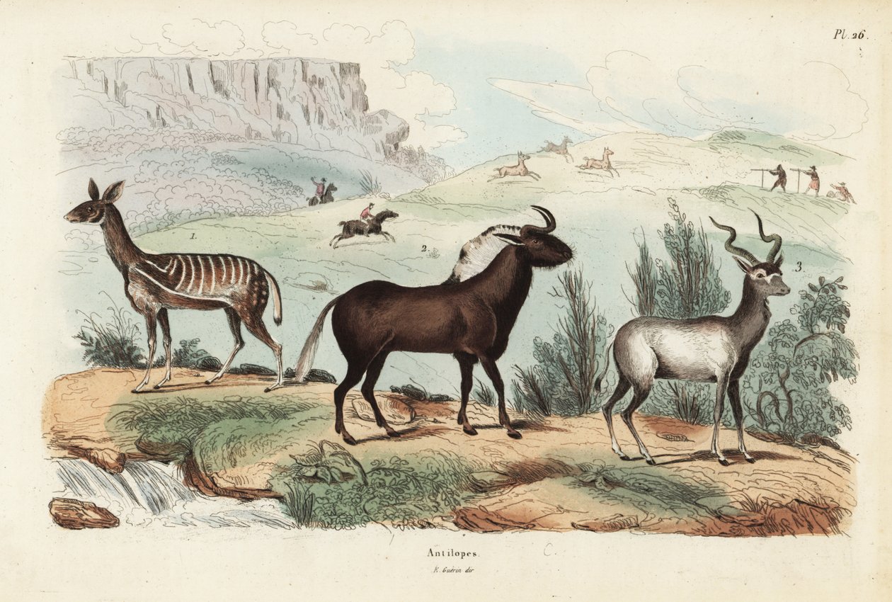 Bushbuck, Tragelaphus scriptus 1, pakoň černý nebo gnu běloocasý, Connochaetes gnou 2, kudu větší, Tragelaphus strepsiceros 3 od Unbekannt