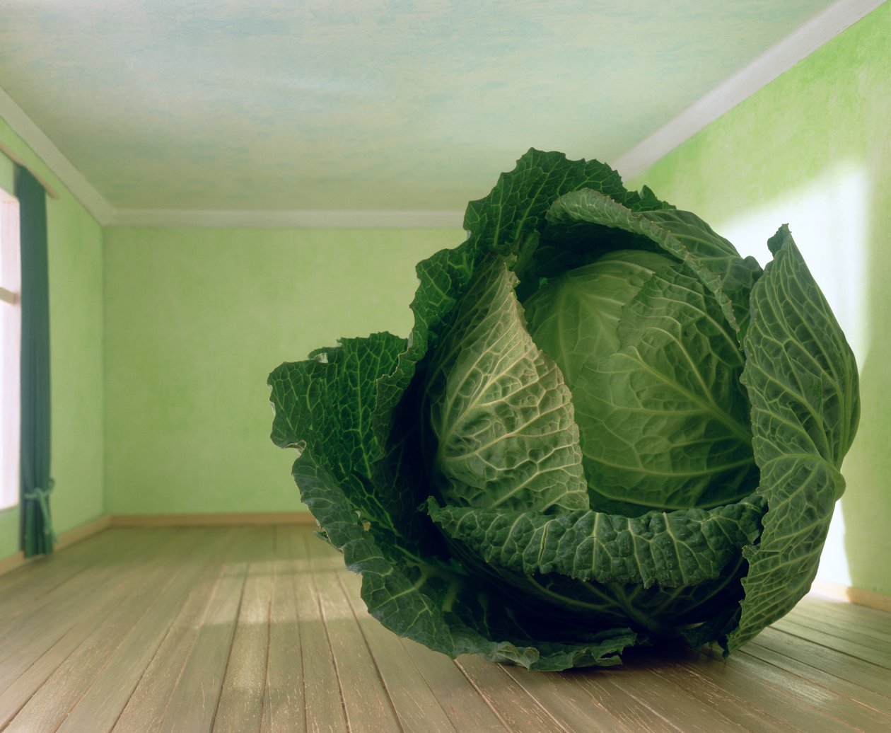 Zelí (po Magritte) od Unbekannter Künstler