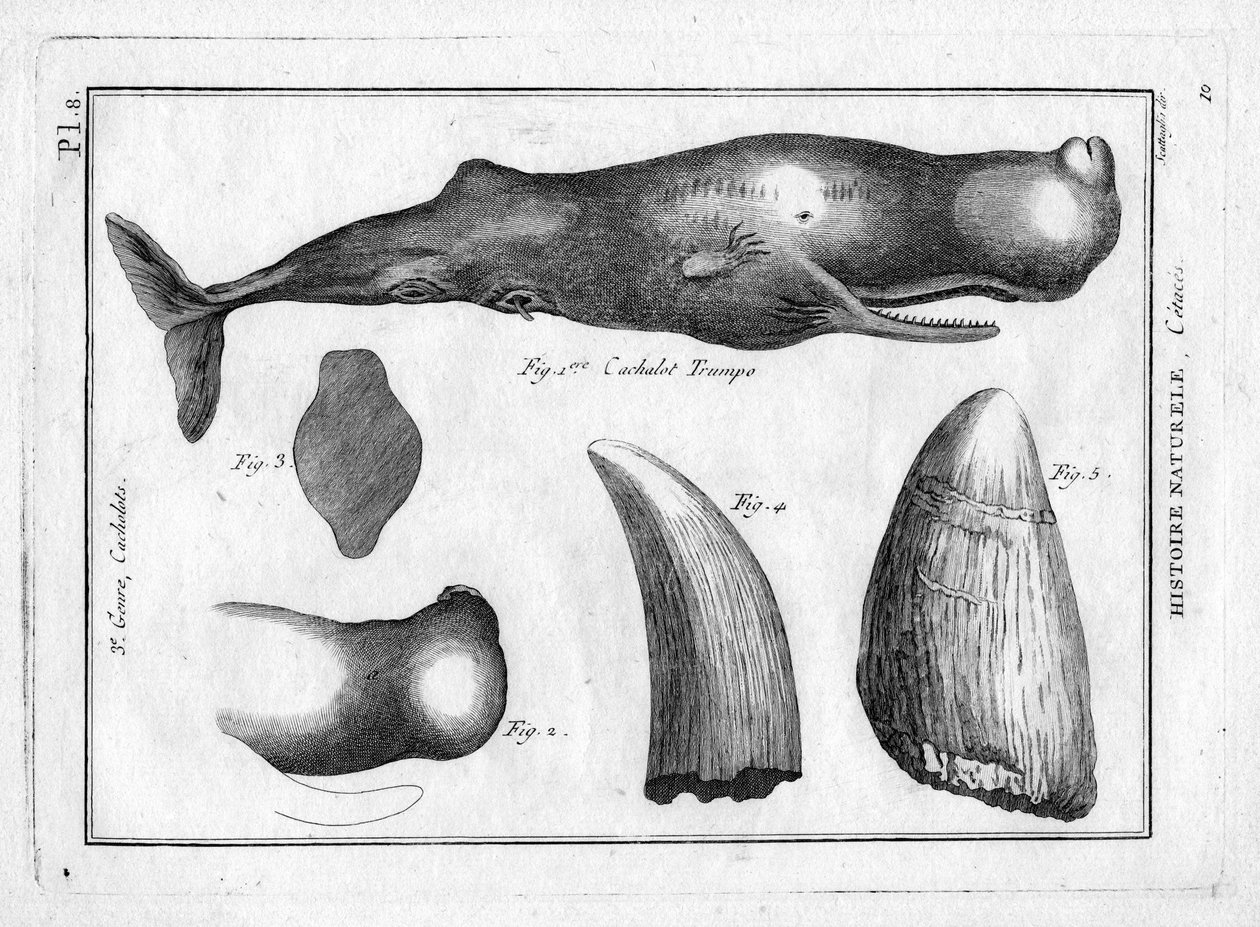 Cachalot trumpo (trompe) v "Painting Encyclopedique et Methodique des trois Regnes de la Nature" od Pierra Josepha Bonnaterra (1762-1804). Paříž 1784. od Unbekannter Künstler