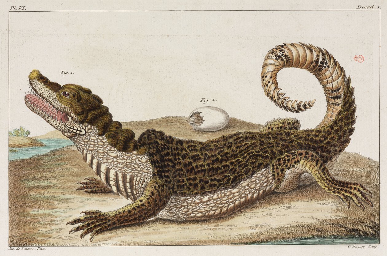 Caiman a její dítě od Unbekannt