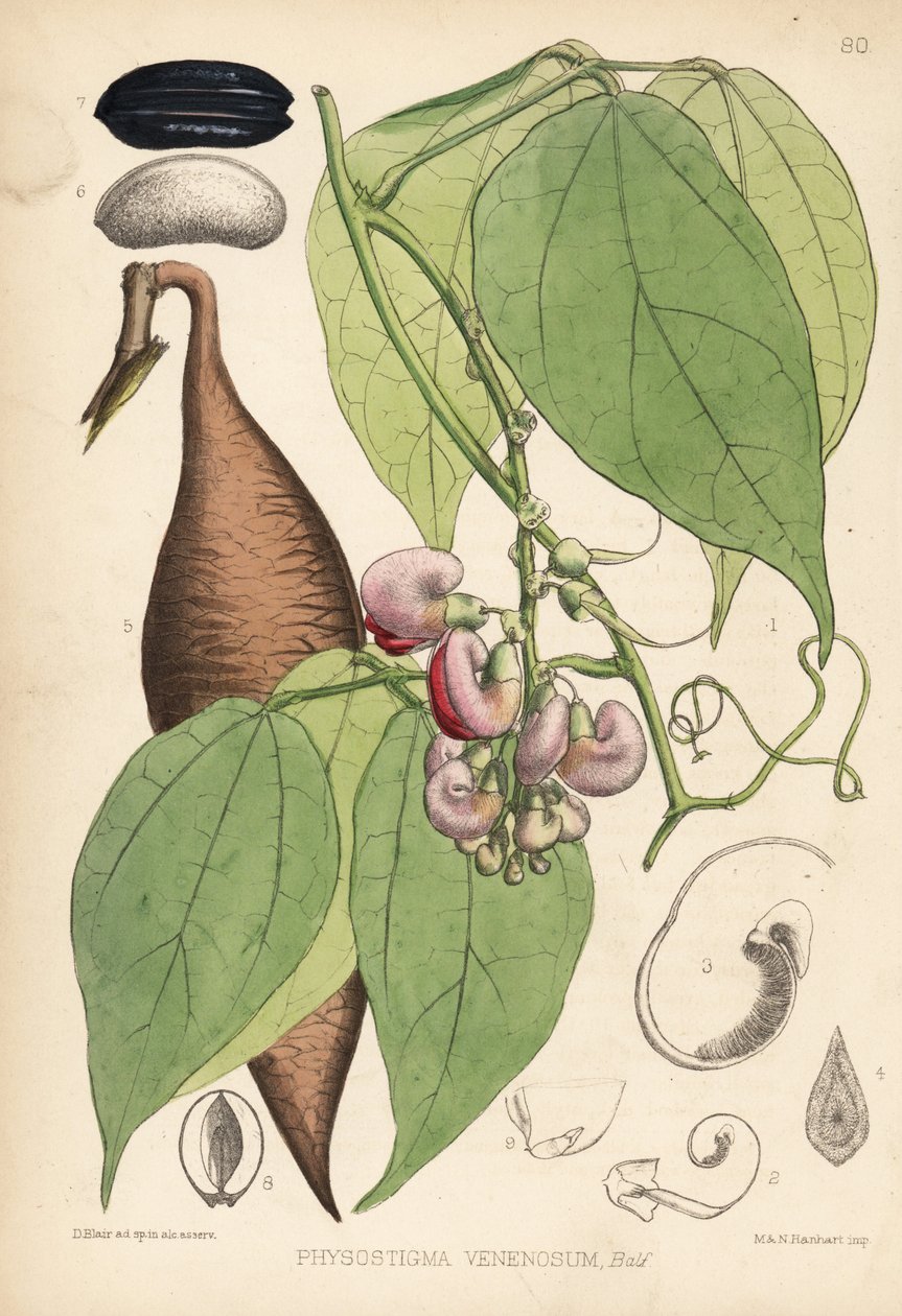 Kalabarské fazole nebo fazole ordeal. Physostigma venenosum. Hanhartova ručně kolorovaná litografie podle botanické ilustrace Davida Blaira z knihy Roberta Bentleyho a Henryho Trimena Medicinal Plants, London. od Unbekannter Künstler