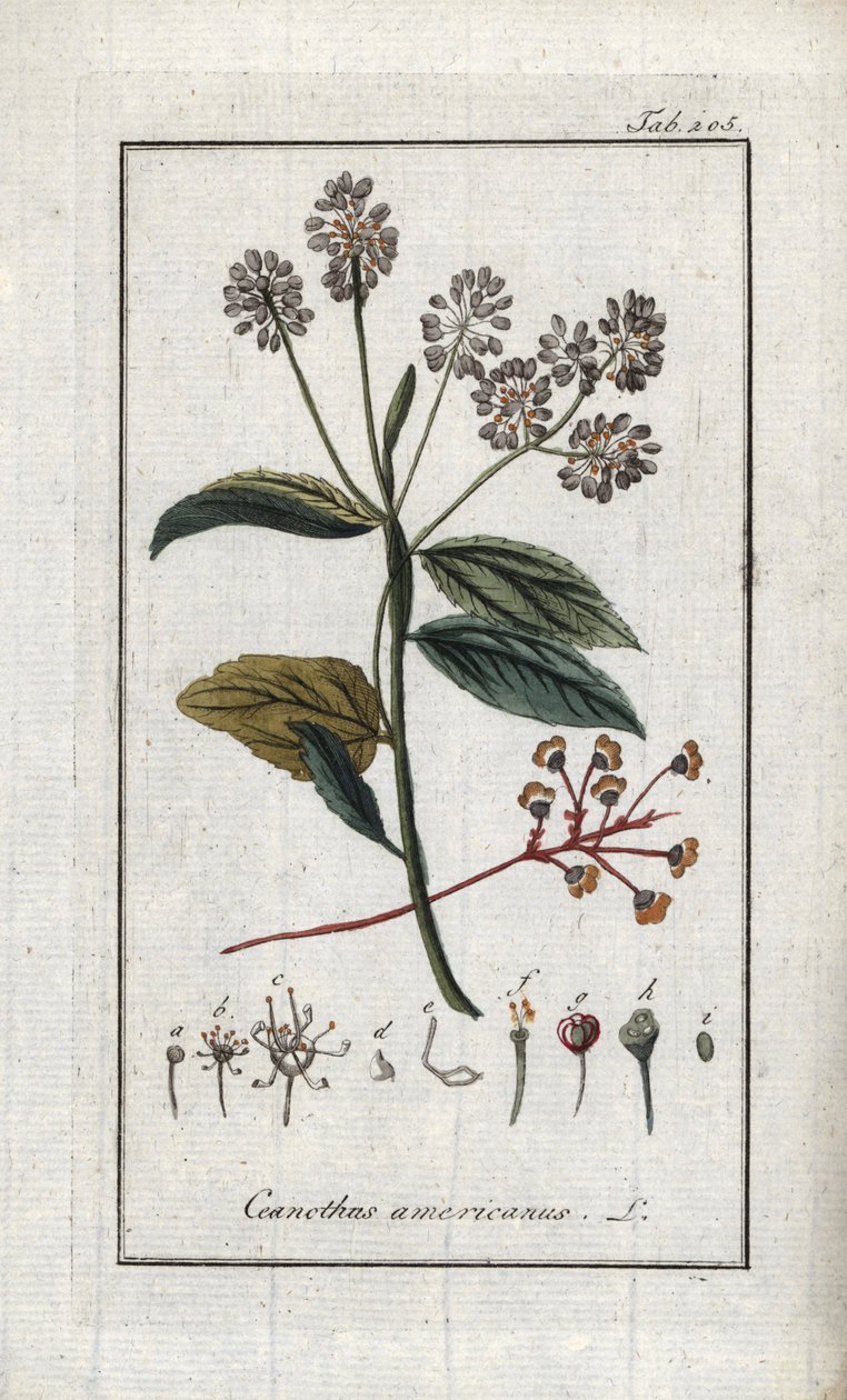 Kalifornský šeřík (Ceanothus americanus). Litografie z knihy "Afbeelding der Artseny-Gewassen" od Johannese Zorna (1739-1799), Nizozemsko od Unbekannter Künstler