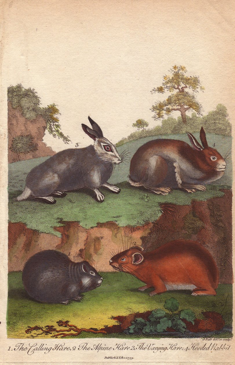 Zajíc polní, zajíc horský, zajíc polní a králík kapucínský Oryctolagus cuniculus, Lepus capensis, Lepus timidus od Unbekannter Künstler