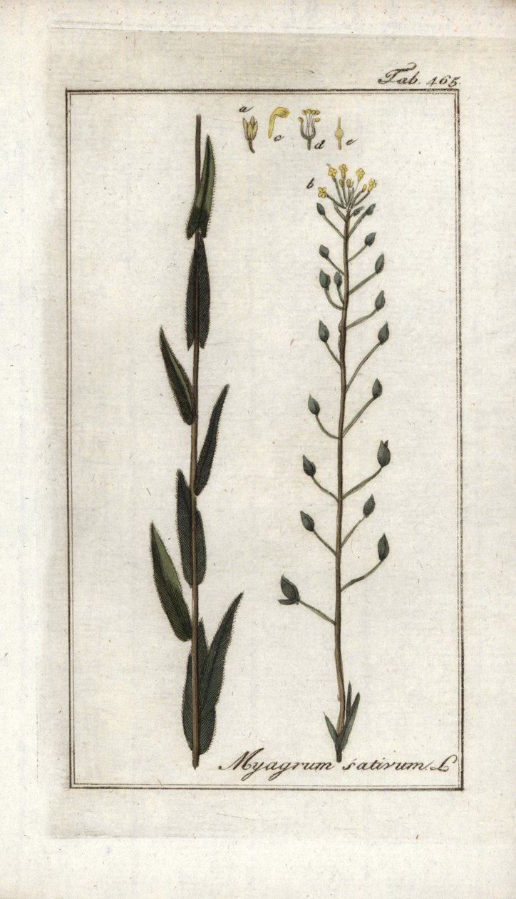 Cameline neboli lněný bazard nebo sezam z Německa (Camelina sativa). Litografie z knihy "Afbeelding der Artseny-Gewassen" od Johannese Zorna (1739-1799), Nizozemsko. od Unbekannter Künstler