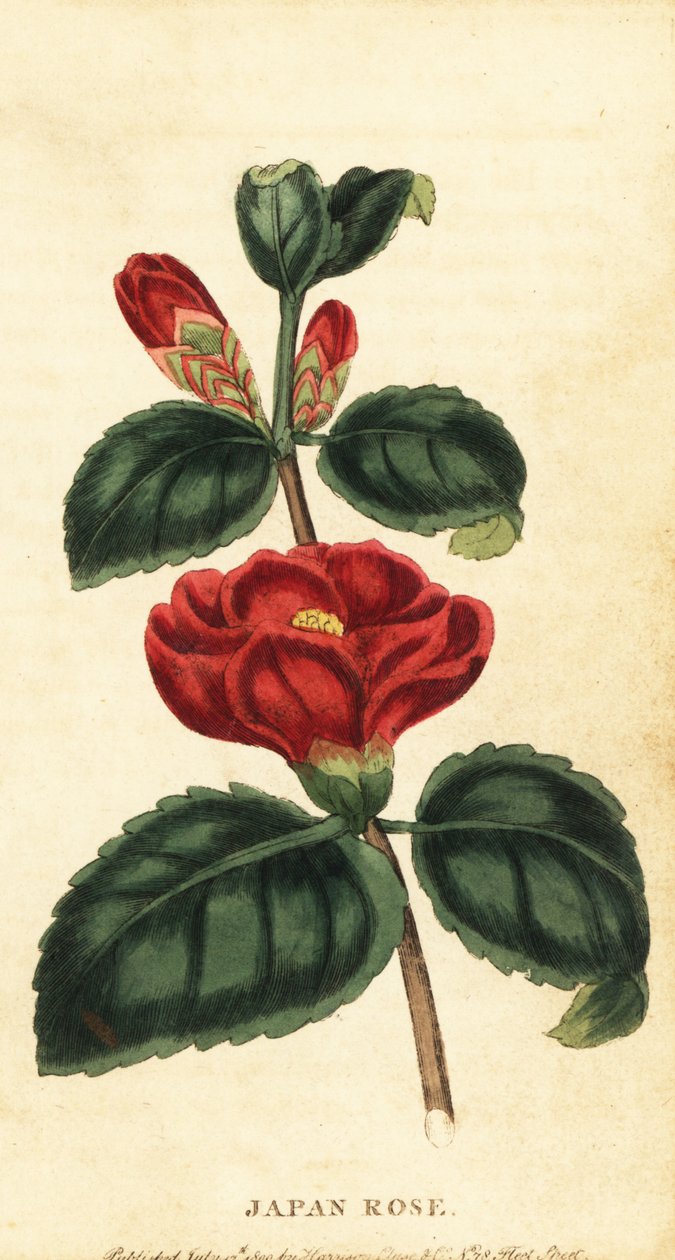 Camellia nebo japonská růže, Camellia japonica. ,1800 (rytina) od Unbekannter Künstler