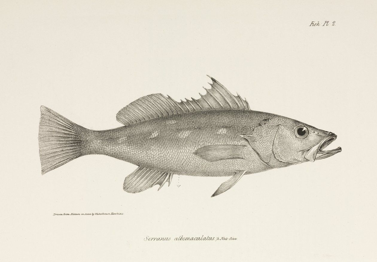 Camotillo, Tichý oceán, c 1832-1836 od Unbekannter Künstler