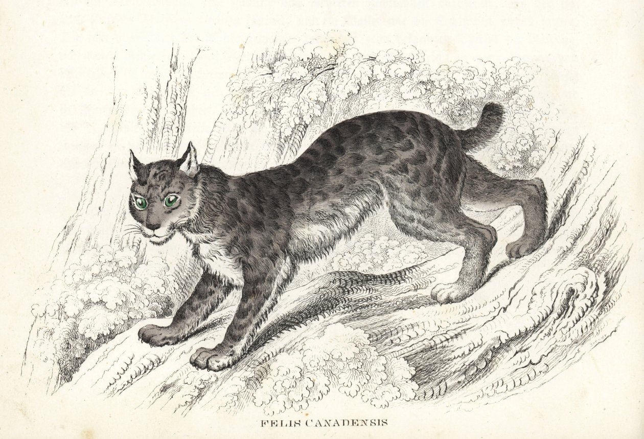 Rys kanadský, Lynx canadensis (Felis canadensis). Ručně kolorovaná litografie z přírodovědné galerie Georga Friedricha Treitschkeho, Naturhistorischer Bildersaal des Thierreiches, Liepzig-1842. od Unbekannter Künstler