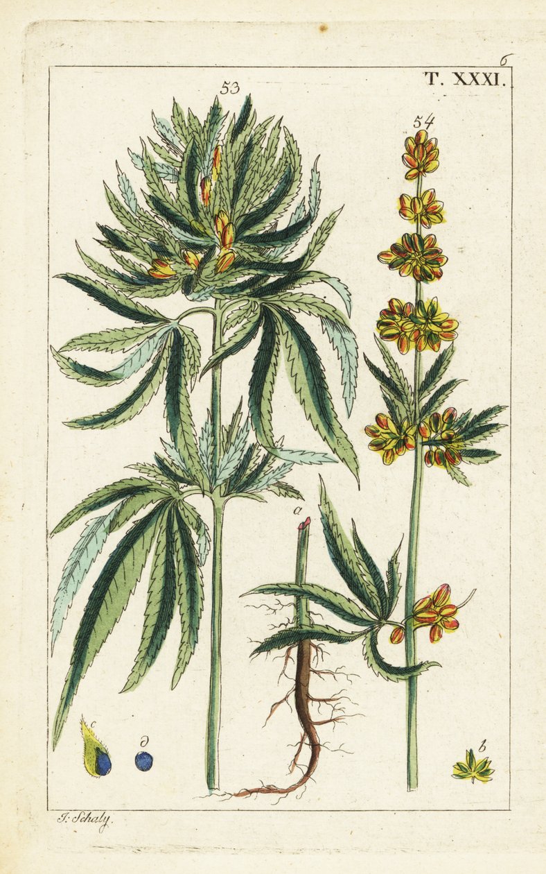 Rostlina konopí, Cannabis sativa. od Unbekannter Künstler
