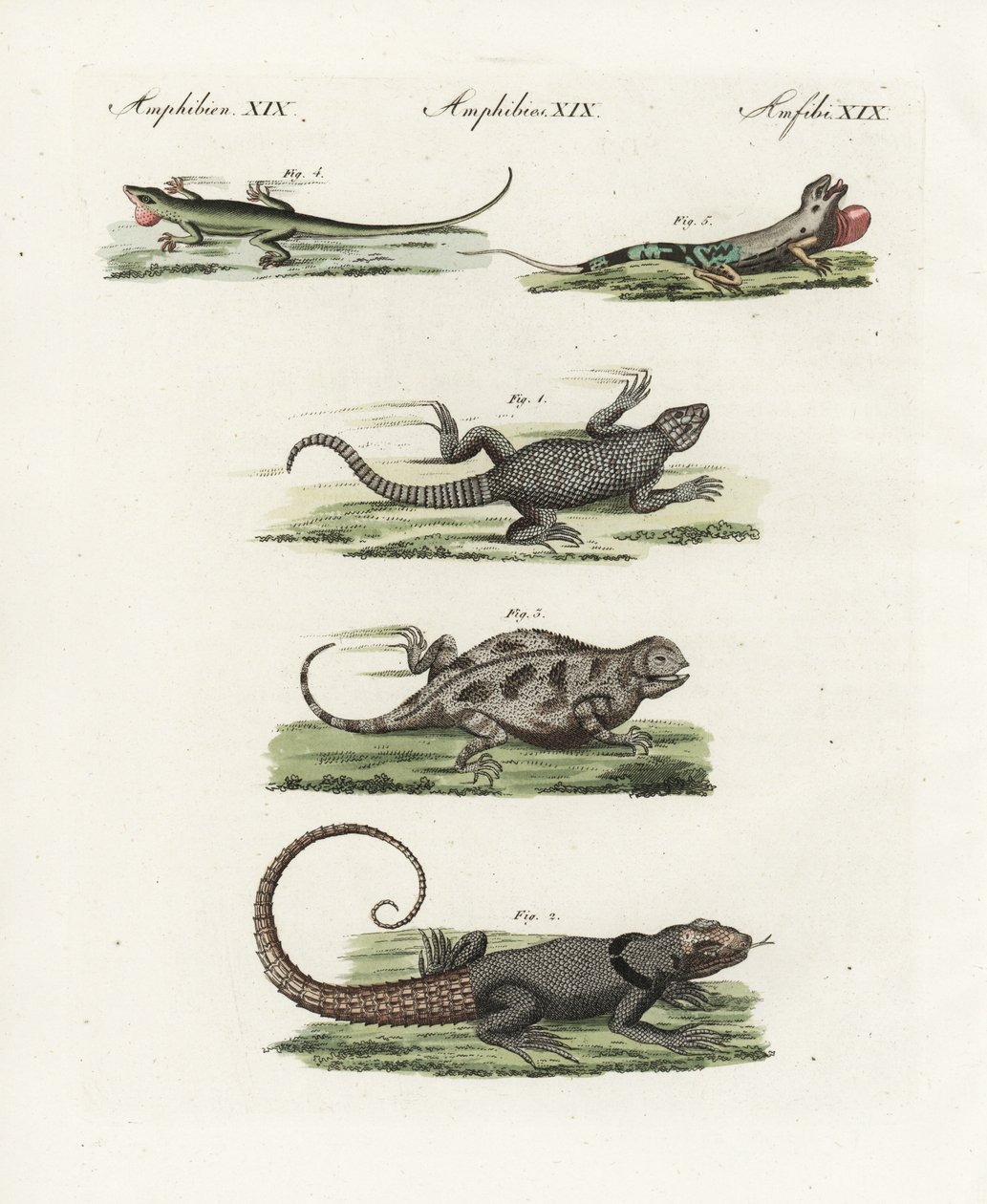 Ještěrka páskovaná (africká saurijská), Cordylus cordylus 1, ještěrka madagaskarská (madagaskarská), Oplurus cuvieri 2, ještěrka horská, Phrynosoma orbiculare 3, anolis jamajský (jamajský), Anolis garmani 4, a anolis zelený. od Unbekannter Künstler