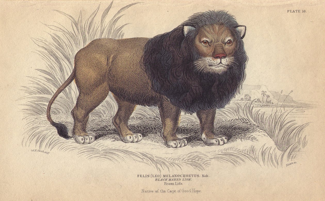 Lvíček kapský. Litografie Williama Lizarse podle kresby Charlese Hamiltona Smithe pro knihu "Bibliotheque naturaliste, mammals, les felins" sira Williama Jardina, vydanou v roce 1834 v Edinburghu (Skotsko). od Unbekannter Künstler