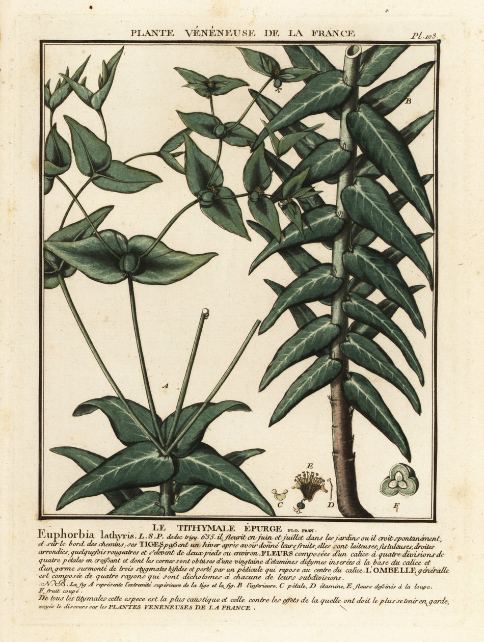 Pryšec kaparový, Euphorbia lathyris. od Unbekannter Künstler