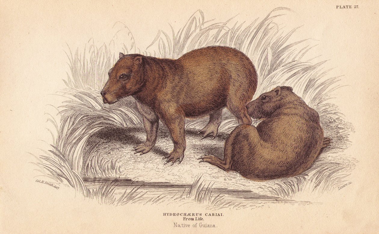 Kapybara, Hydrochoerus hydrochaeris (Hydrochaerus cabiai). Ručně kolorovaná ocelorytina od Lizarse podle ilustrace Charlese Hamiltona Smithe z Naturalist