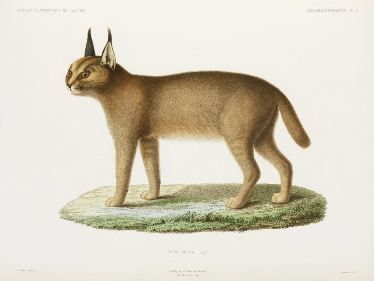 Caracal, Alžírsko od Unbekannt