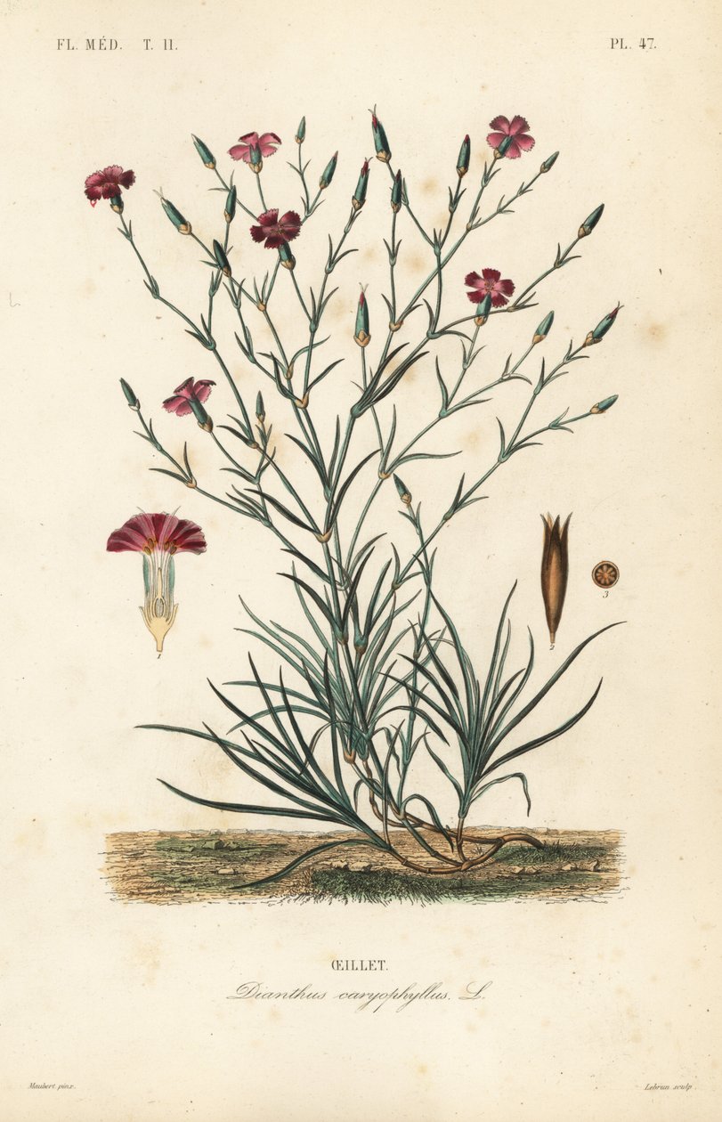 Karafiát nebo hřebíček růžový, Dianthus caryophyllus, Oeillet od Unbekannt