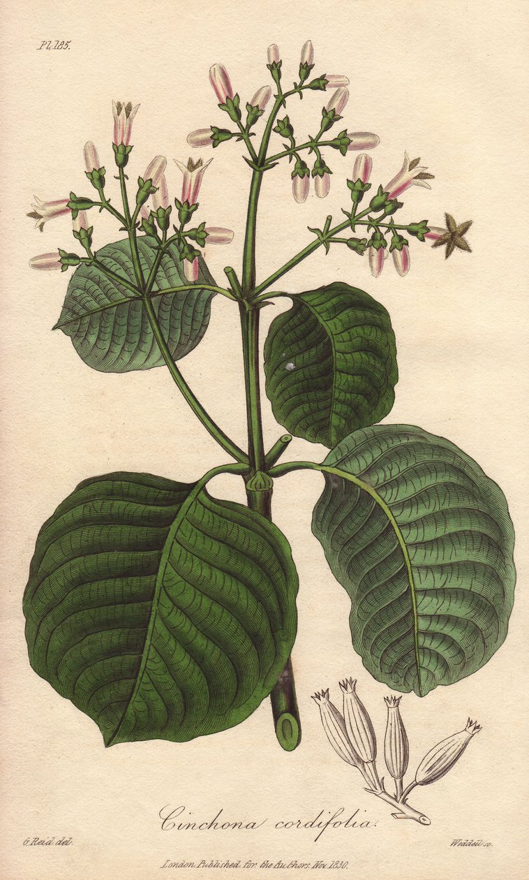 Cartagena kůra, Cinchona cordifolia od Unbekannter Künstler