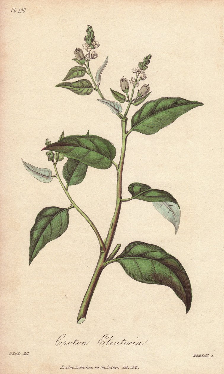 Cascarilla (Croton eleuteria) - Silná voda od Williama Clarkea k ilustraci knihy "Medical Botanical, Description of the Medicinal Plants of London, Edinburgh and Dublin" od Johna Stephensona a Jamese Morsse Churchilla, vydané v Londýně Johnem Churchillem v od Unbekannter Künstler