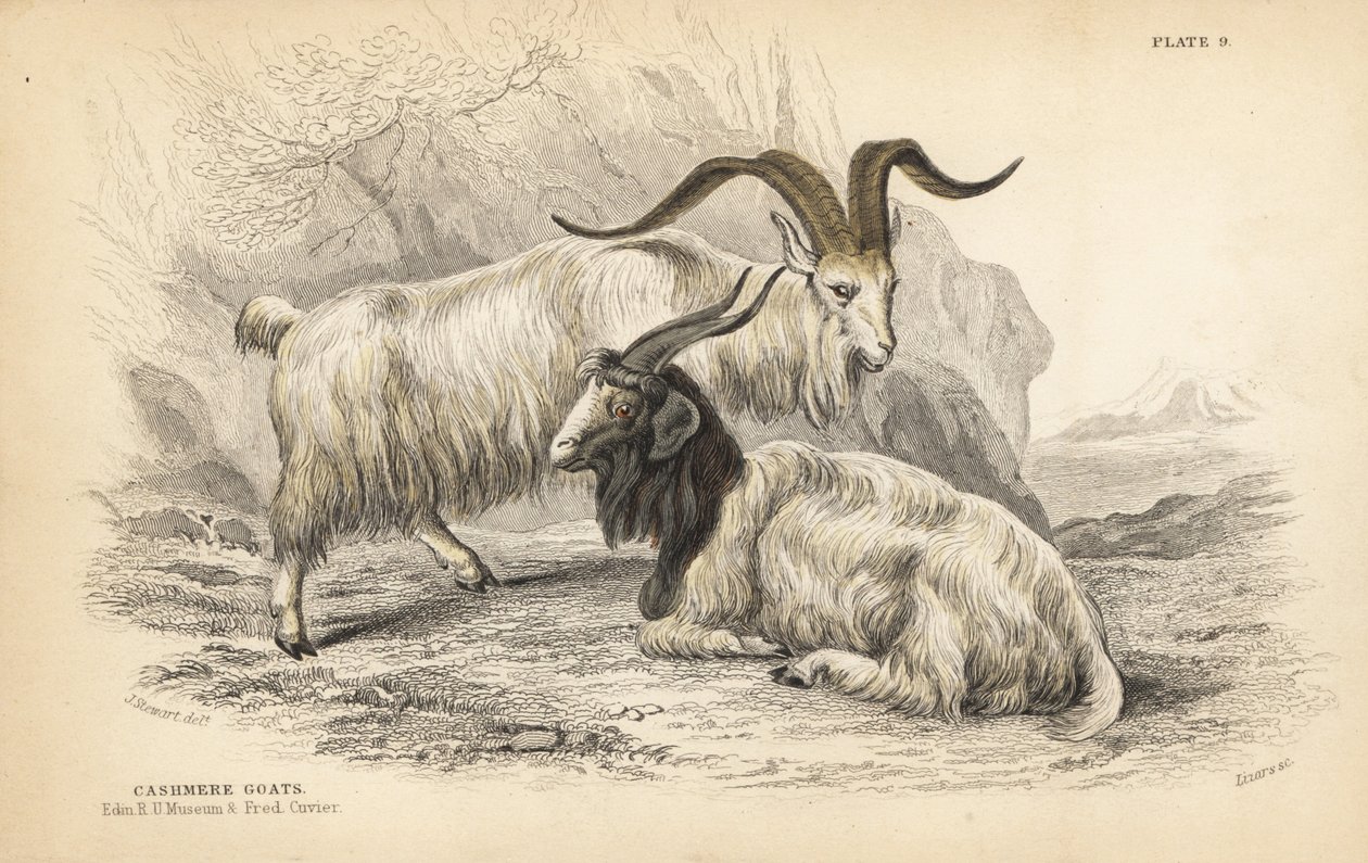 Kašmírová koza, Capra hircus lanigera. Edinburgh Royal University Museum a Frederick Cuvier. Ručně kolorovaná ocelorytina od Lizarse podle ilustrace Jamese Stewarta z Naturalist