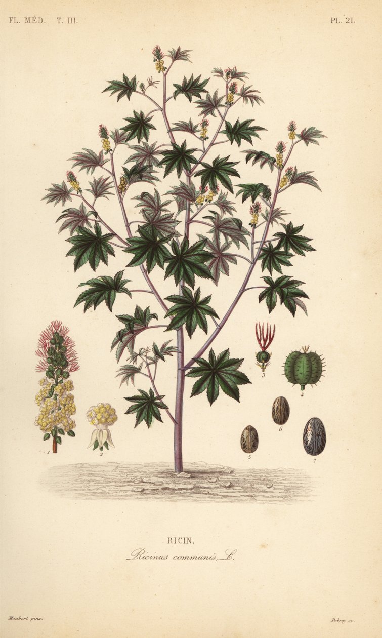 Skočec obecný nebo ricinový olej, Ricinus communis, Ricin od Unbekannt