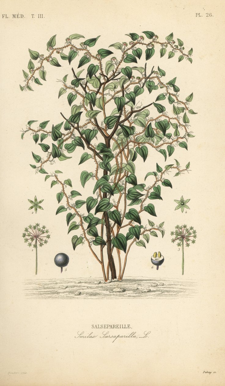 Cat greenbriar nebo catbriar, Smilax glauca, Smilax sarsaparilla, Salsepareille, Ručně kolorovaná ocelorytina od Debraye podle botanické ilustrace Edouarda Mauberta od Pierra Oscara Reveila, A od Unbekannt