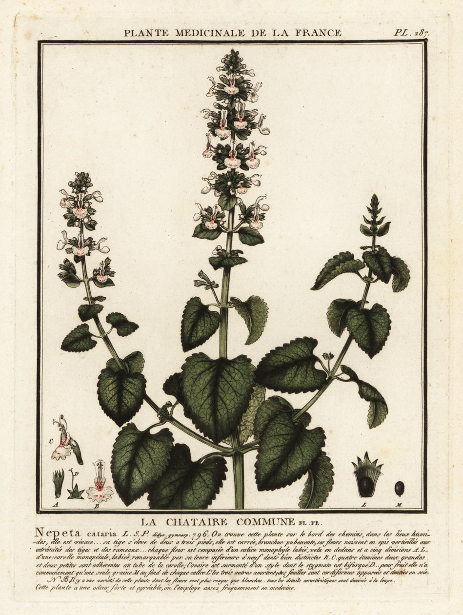Catnip, Nepeta, Katar. od Unbekannter Künstler