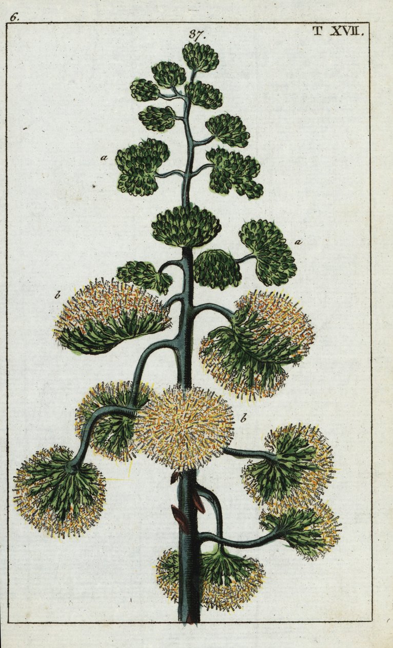 Století rostlina, Agave americana. od Unbekannter Künstler