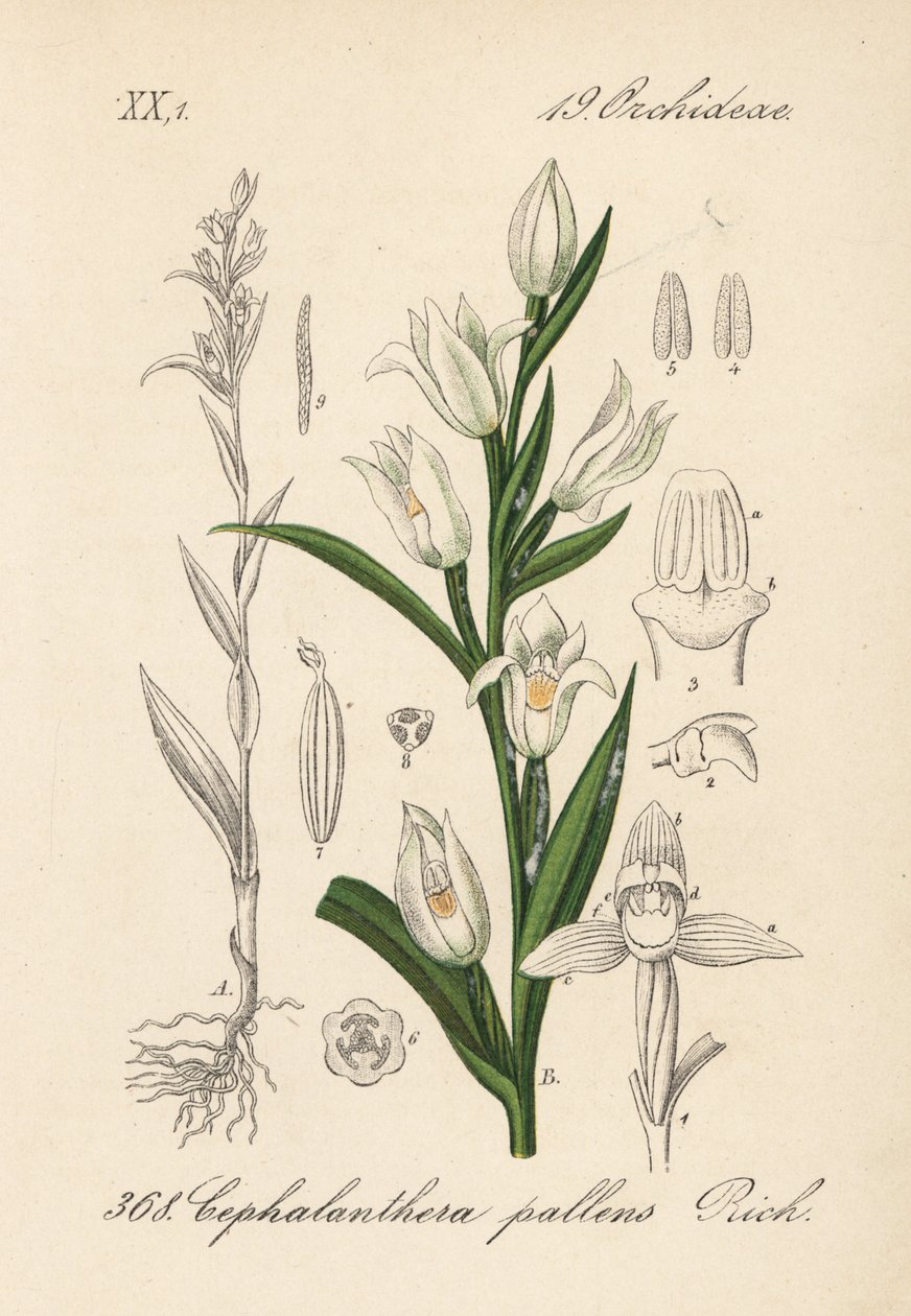 Cephalanthere má epe nebo dlouholistý - Mečík dlouholistý, Cephalanthera longifolia (Cephalanthera pallens). Ručně kolorovaná litografie z knihy Diedericha von Schlechtendala Německá flóra (Flora von Deutschland), Jena. od Unbekannter Künstler