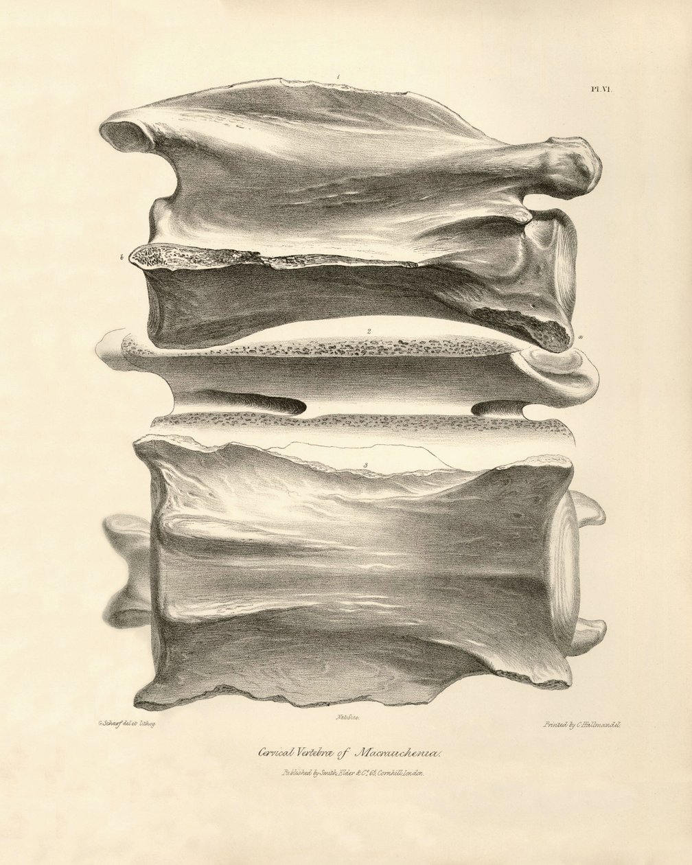 Krční obratel Macrauchenia, prehistorického zvířete, které nalezl Charles Darwin během své výzkumné cesty na palubě lodi Beagle. Zoologie plavby H.M.S. Beagle pod velením kapitána Fitzroye v letech 1832 až 1836 vydaná a super od Unbekannter Künstler
