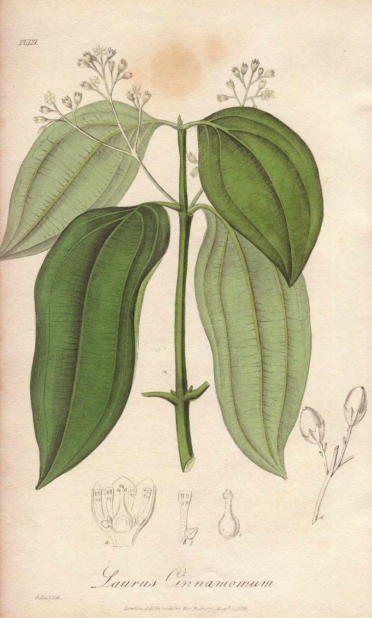 Křemenáč cejlonský (Cinnamomum verum) - Silná voda od Williama Clarkea k ilustraci knihy "Medical Botanical, Description of the Medicinal Plants of London, Edinburgh, and Dublin" od Johna Stephensona a Jamese Morsse Churchilla, vydané v Londýně Johnem C. od Unbekannter Künstler