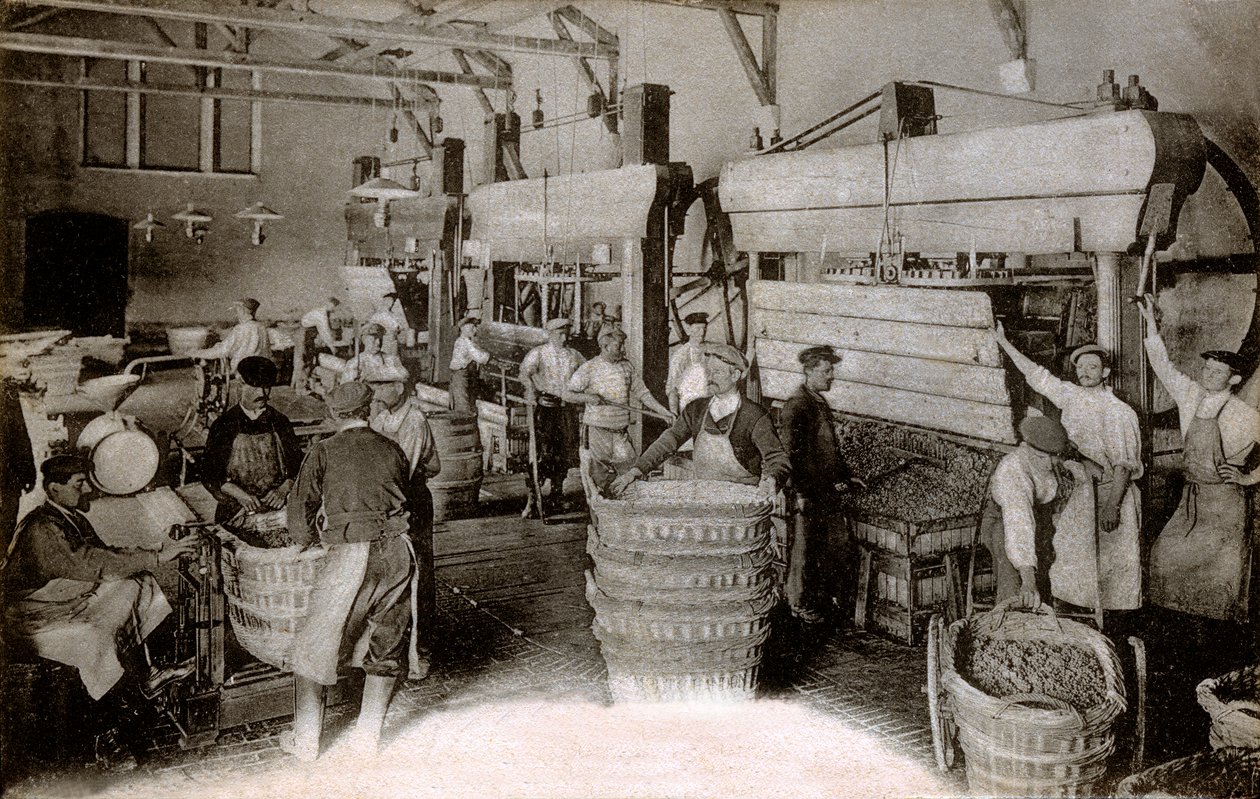 Šampaňské: lisování hroznů ve sklizni Saint-Helene, dům Moet & Chandon Epernay, počátek dvacátého století (černobílá fotografie) od Benjamin Baud