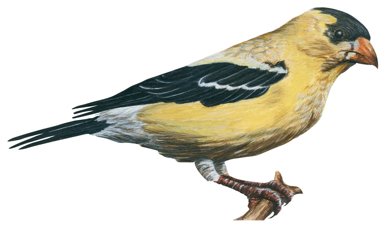 Chardonneret jaune, canari sauvage - stehlík obecný (Carduelis tristis) od Unbekannter Künstler