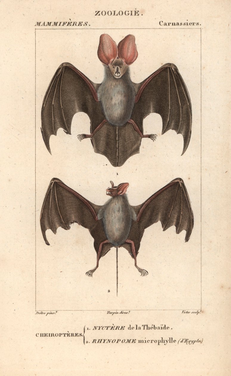 Cheiroptere (chiroptere): nyctere Thebaide a rhynopome microphyll z Egypta - Eau forte od Jeana Gabriela Pretre (1780-1845), vyryl Carnonkel, pro slovník přírodních věd: savci od Frederica Cuviera, vydal Pierre Jean Francois Tu od Unbekannter Künstler