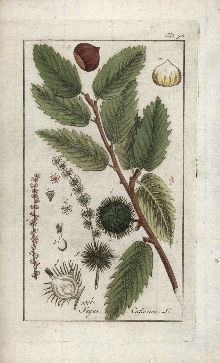 Kaštan jedlý (Castanea sativa). Litografie z knihy "Afbeelding der Artseny-Gewassen" od Johannese Zorna (1739-1799), Nizozemsko. od Unbekannter Künstler