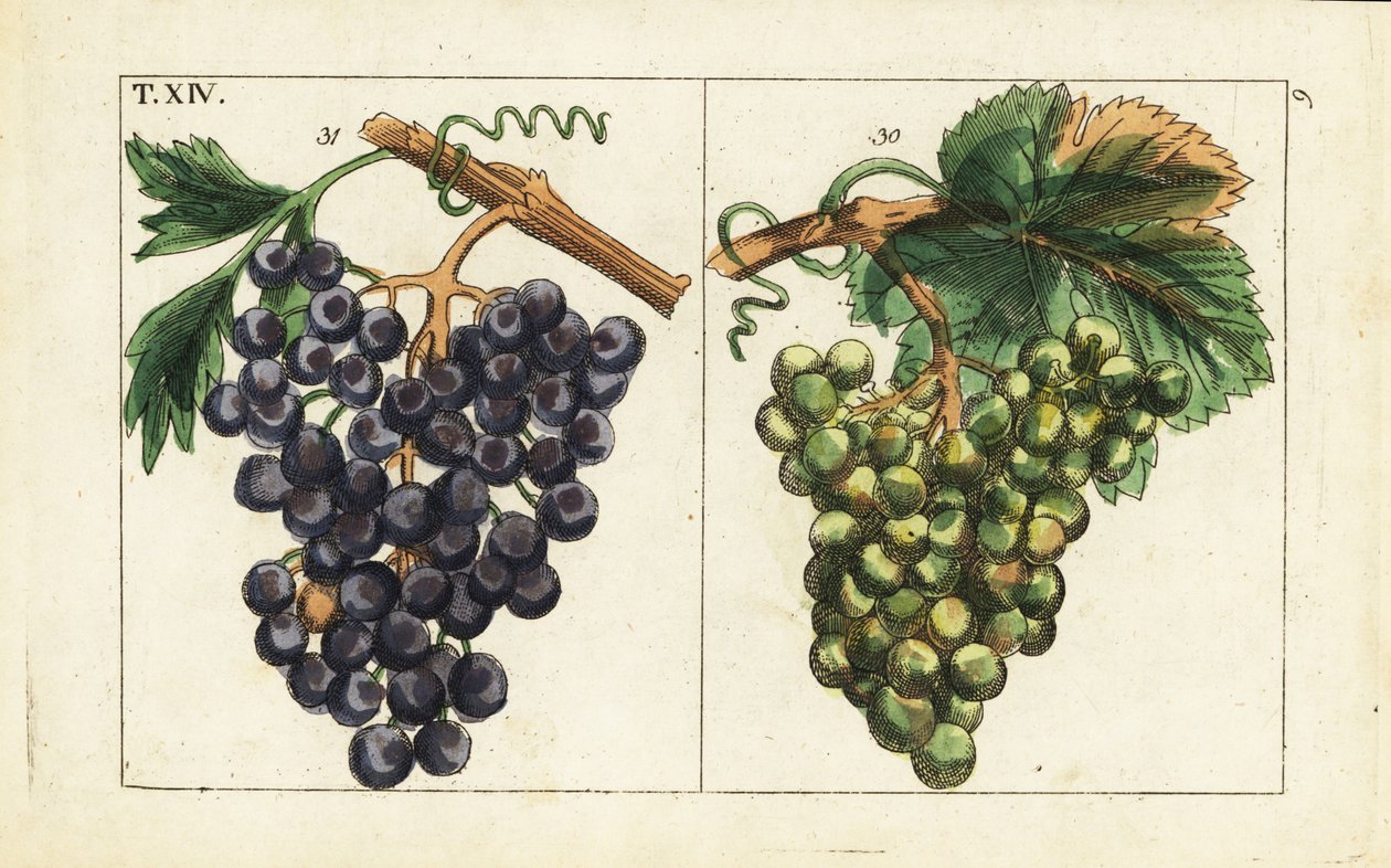 Hrozny Chiavenna, hrozny Pinot noir, Vitis vinifera. od Unbekannter Künstler