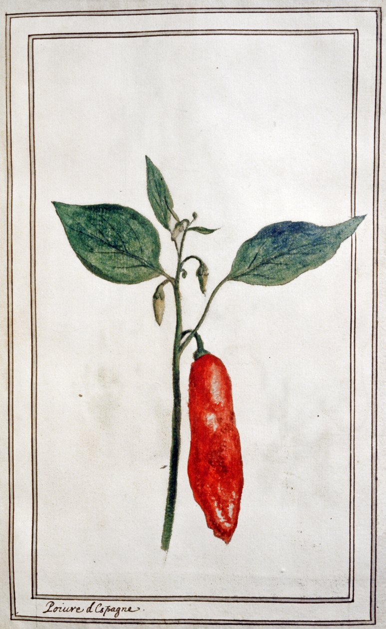 Chilli, španělský pepř, cca 1780-1800 (rytina) od Unbekannter Künstler