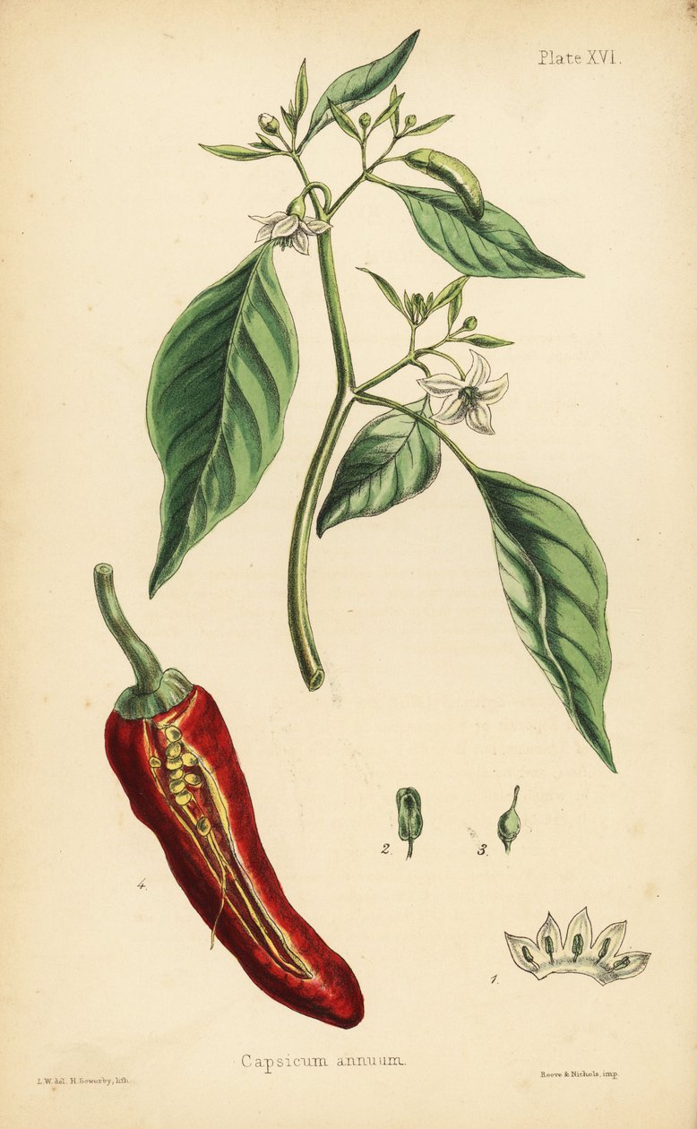 Chilli paprička, Capsicum annuum. Ručně kolorovaná litografie Henryho Sowerbyho podle ilustrace L.W. z knihy Edwarda Hamiltona Flora Homeopathica, Bailliere, Londýn. od Unbekannter Künstler