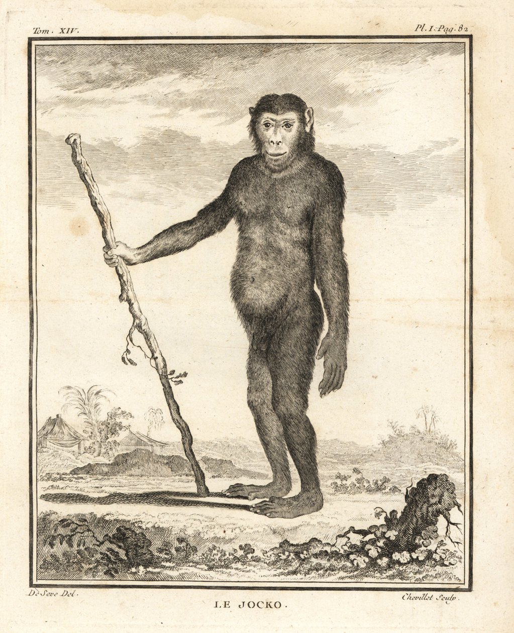 Šimpanz, Pan troglodytes. Jocko. Ohrožený. Chevilletova mědirytina podle ilustrace Jacquese de Seve z knihy Georges-Louis Leclerc, Comte de Buffon