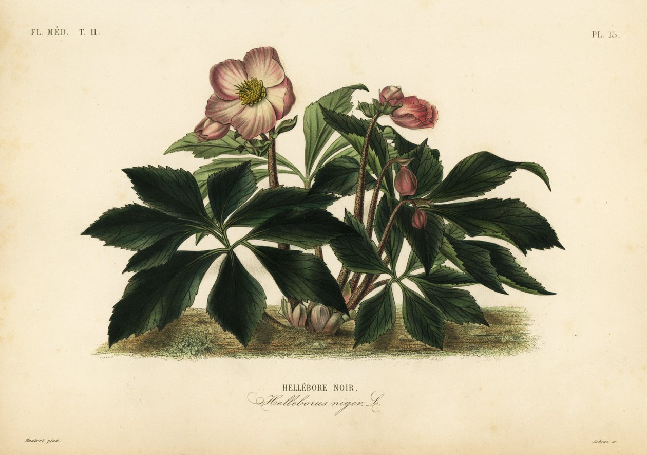 Vánoční růže nebo čemeřice černá, Helleborus niger, Hellebore noir od Unbekannt