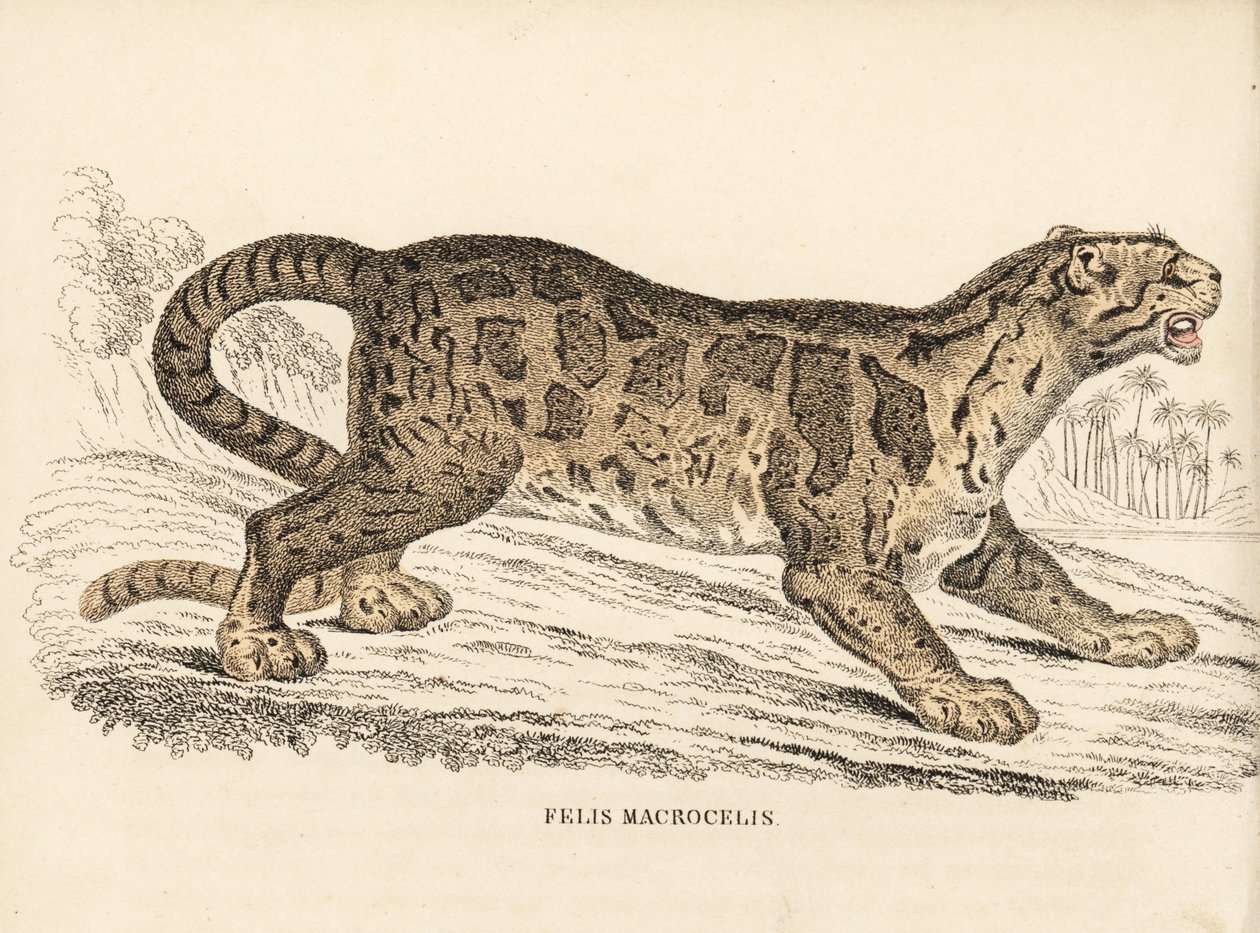 Levhart obláčkový, Neofelis nebulosa (Felis macrocelis). Zranitelný. Ručně kolorovaná ocelorytina z přírodovědné galerie Georga Friedricha Treitschkeho, Naturhistorischer Bildersaal des Thierreiches, Liepzig-1842. od Unbekannter Künstler