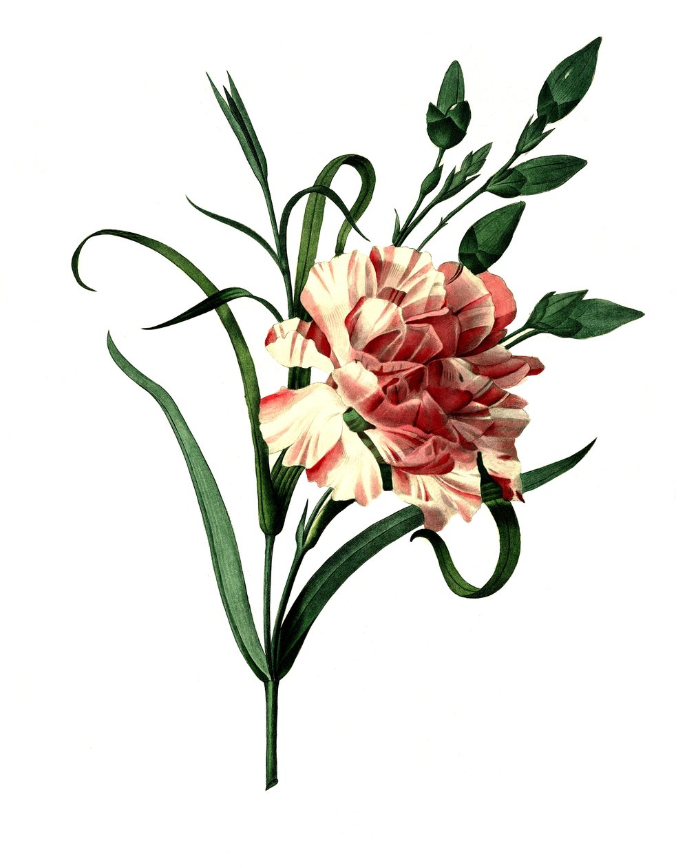 Hřebíček růžový (Dianthus caryophyllus) nebo hvozdík vznešený, hvozdík zahradní od Unbekannter Künstler