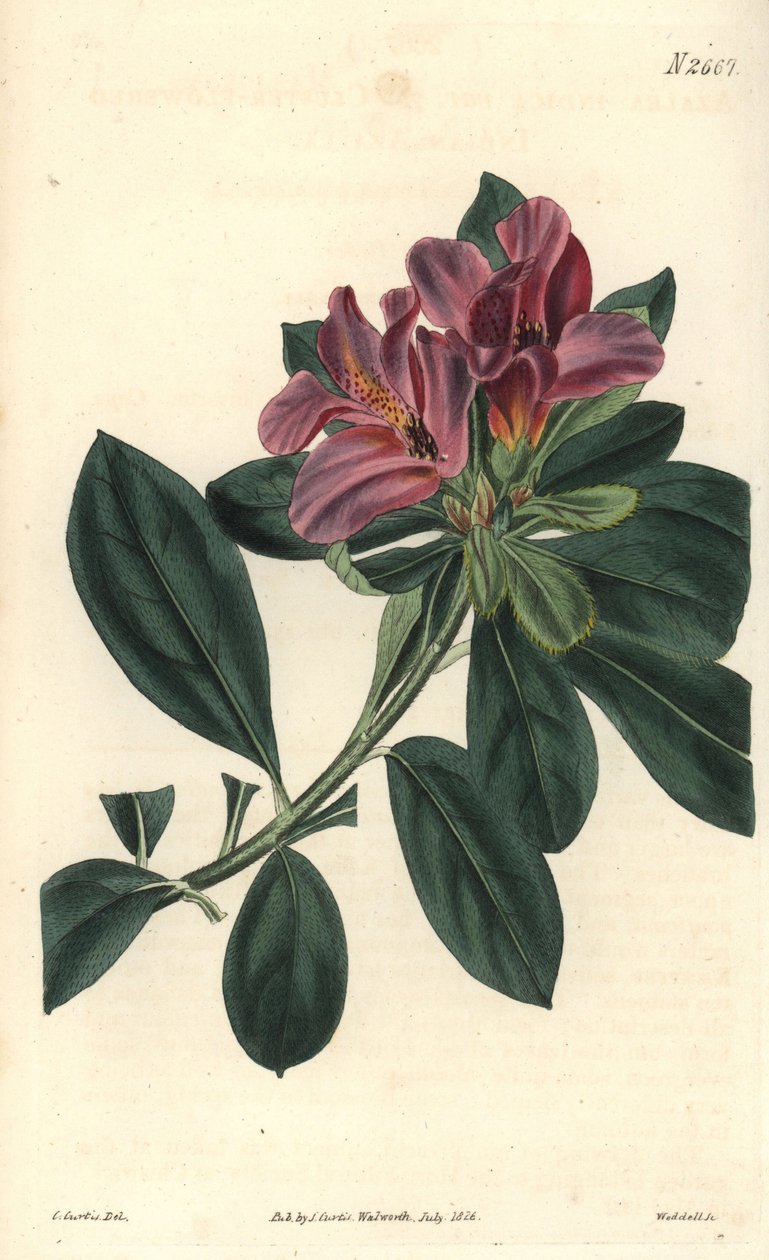 Trs fialových květů indické azalky. Ilustrace C. Curtis, rytina Weddell. Eau forte v The Curtis Botanical Magazine, autor Samuel Curtis od Unbekannter Künstler