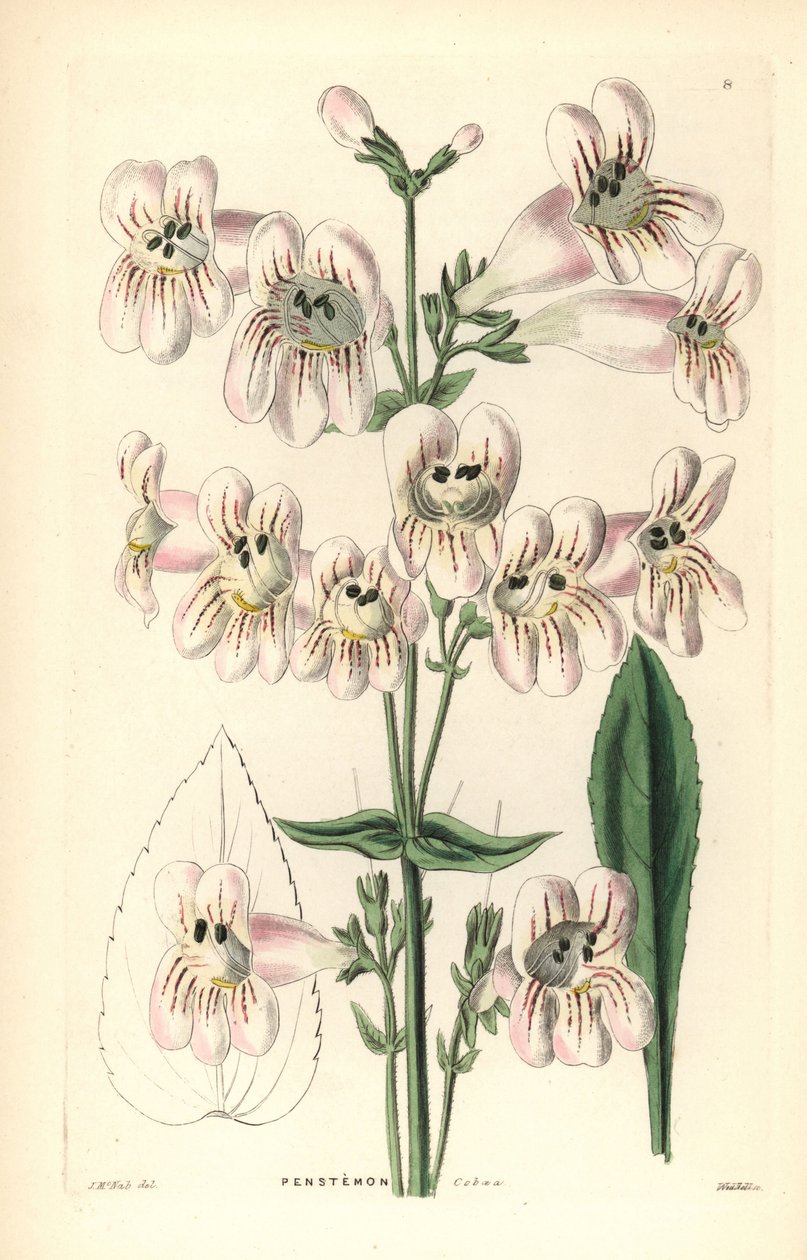 Penstemon cobaea-flowered, Penstemon cobaea. Weddellova ručně kolorovaná mědirytina podle J. McNaba z knihy John Lindley and Robert Sweet