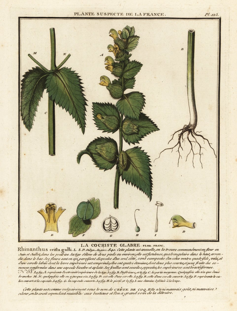 Kohoutův hřeben, Rhinanthus crista-galli. od Unbekannter Künstler