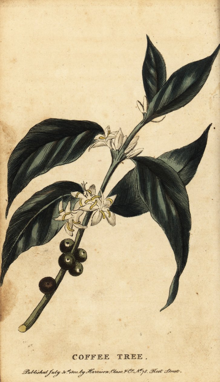 Kávovník, Coffea arabica. ,1800 (rytina) od Unbekannter Künstler