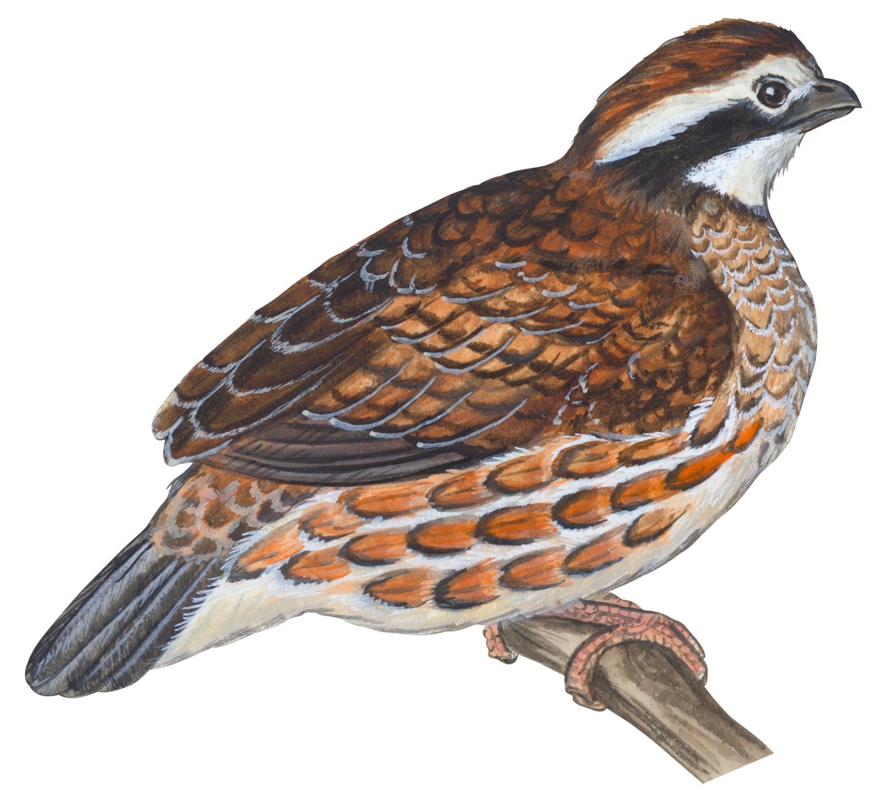 Colin de Virginia - Bobwhite (Colin virginianus) od Unbekannter Künstler