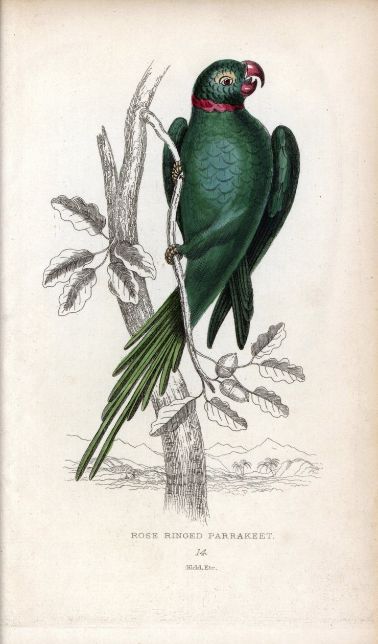 Papoušek obojkový, Psittacula krameri. Psittacus torquatus. Litografie Josepha Kidda podle kresby Johna Audubona v Miscellany of Natural History: Laudera a kapitána Thomase Browna, vydané v Edinburghu ve Skotsku v roce 1833. od Unbekannter Künstler