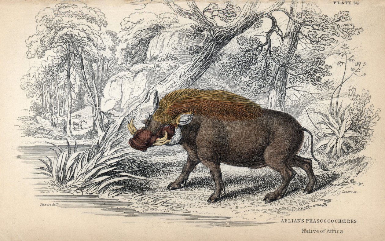 Fakule africká (Phaochoerus africanus). Mědirytina Williama Lizarse podle kresby Jamese Stewarta, publikovaná v Naturalist Library: Mammals, pachyderms and quadrupedes with fine skin, edited by W. H. Lizars, in Edinburgh, Scotl od Unbekannter Künstler