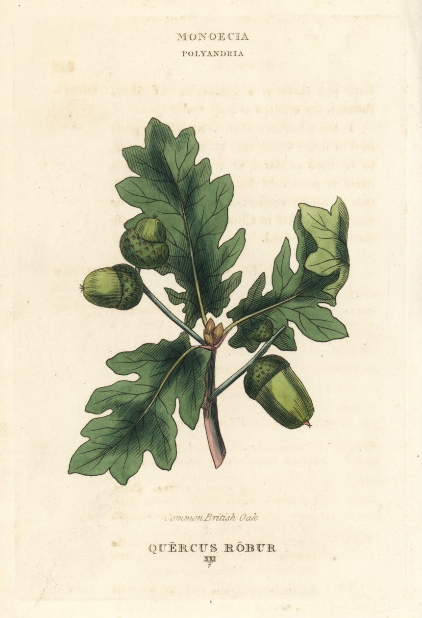 Britský dub letní, Quercus robur. Ručně kolorovaná mědirytina podle ilustrace Richarda Duppy z knihy The Clours and Orders of the Linnaean System of Botany, Longman, Hurst, London. od Unbekannter Künstler