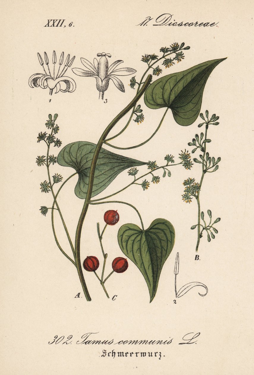 Běžný řidič nebo tráva pro týrané ženy - Black bryony, Tamus communis. Ručně kolorovaná litografie z knihy Diedericha von Schlechtendala Německá flóra (Flora von Deutschland), Jena. od Unbekannter Künstler